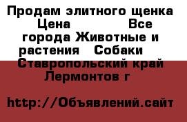 Продам элитного щенка › Цена ­ 30 000 - Все города Животные и растения » Собаки   . Ставропольский край,Лермонтов г.